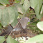 Red Collared Dove