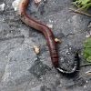 Beetle larva and reddish worm