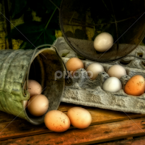 Farm life by Tammy Arruda - Artistic Objects Still Life