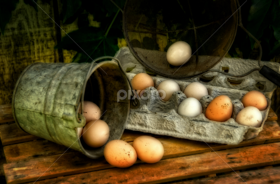 Farm life by Tammy Arruda - Artistic Objects Still Life