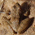 Blanchard’s Cricket Frog
