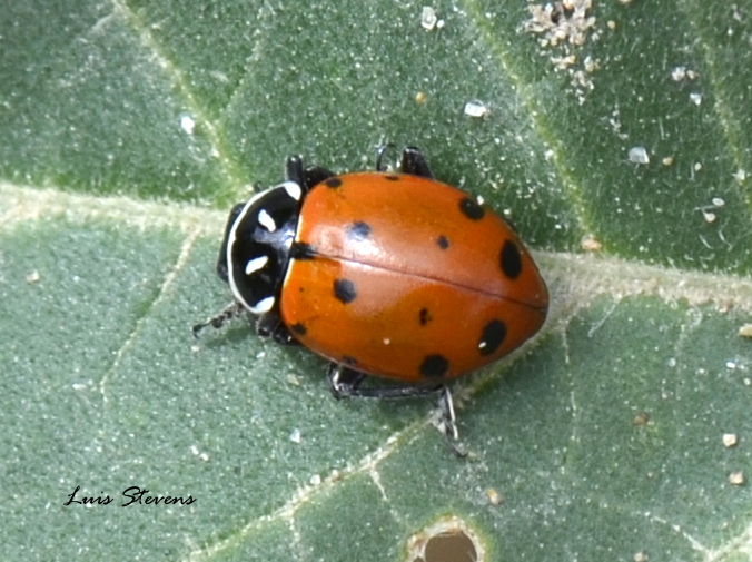 Convergent ladybird beetle