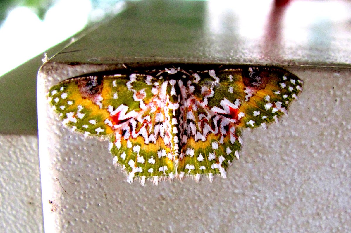 Oriental Orange banded Green Geometer moth