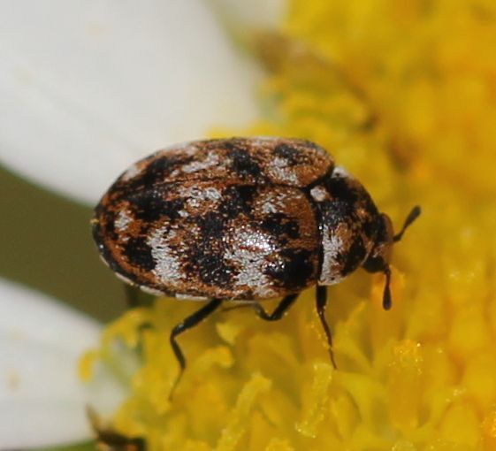 Varied Carpet Beetle Project Noah