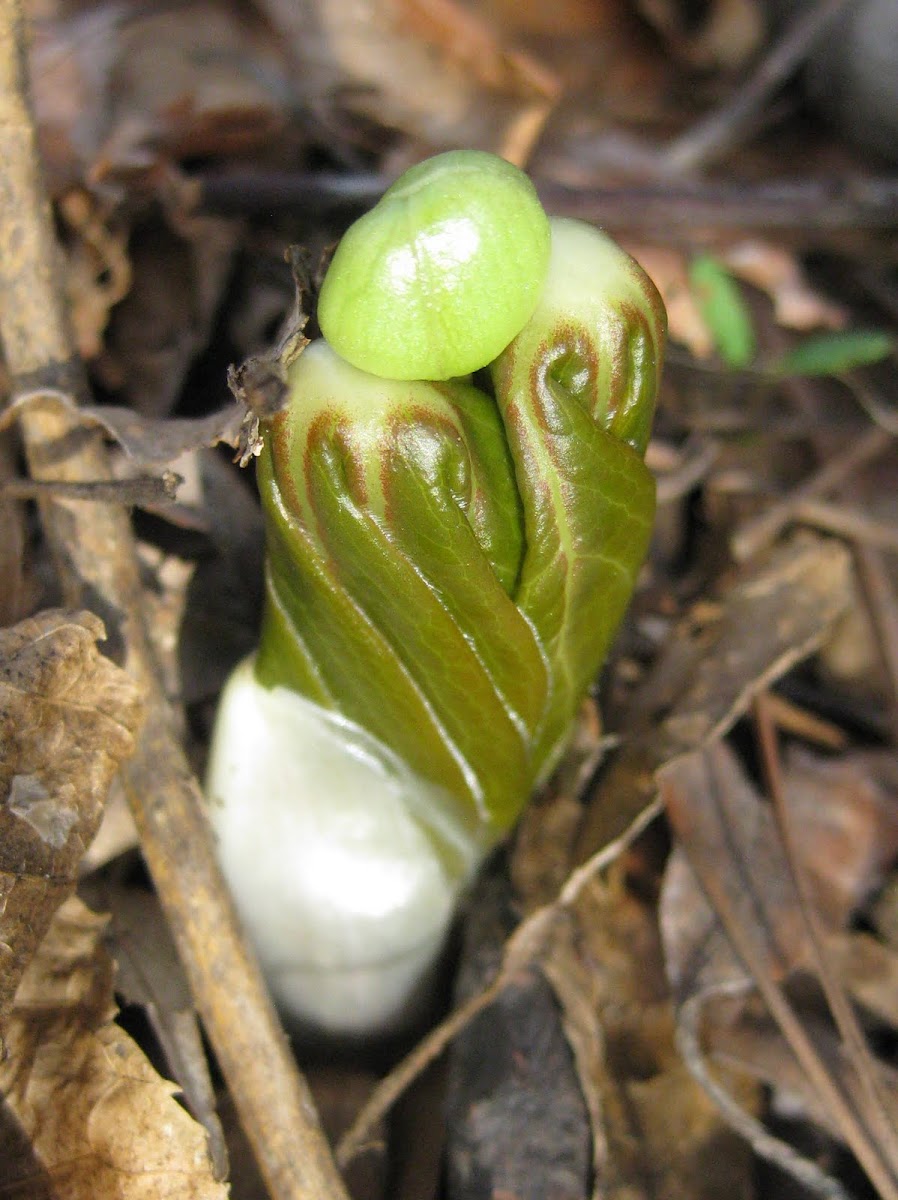 Mayapple