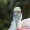 Roseate Spoonbill