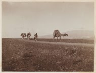 Karavanen in de Bekavallei onderweg naar Baalbek, Libanon en Palmyra, Syrië