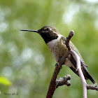 Black Chinned X Anna's hummingbird