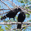 Crows Preening