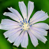 Blue Chicory