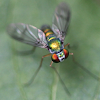 dolichopodid fly