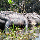 American alligator