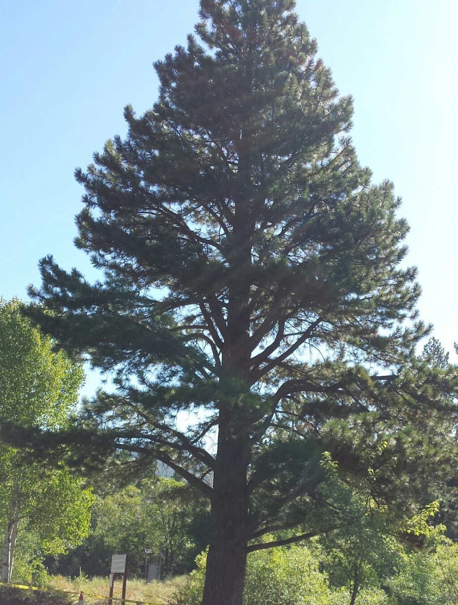 Ponderosa Pine Tree