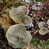 Dictyonema lichen