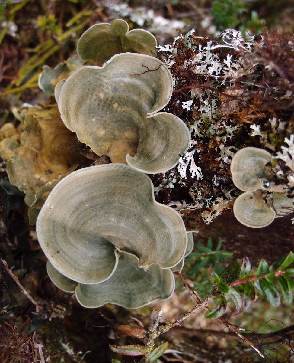 Dictyonema lichen