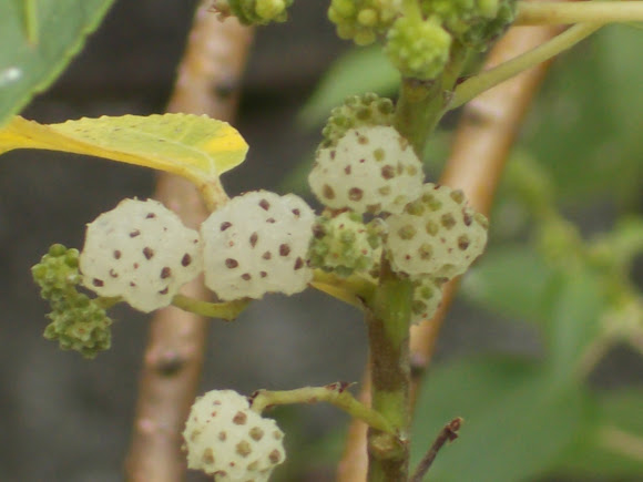 Australian Mulberry | Project Noah