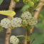Australian Mulberry