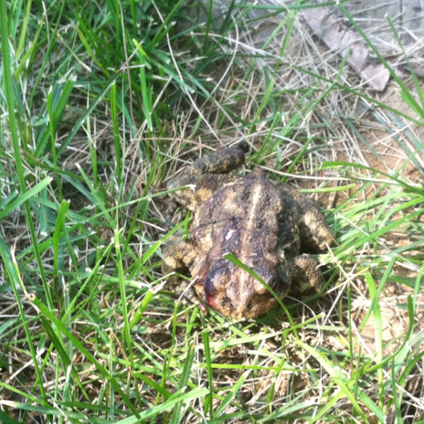 Fowler's/American Toad hybrid | Project Noah