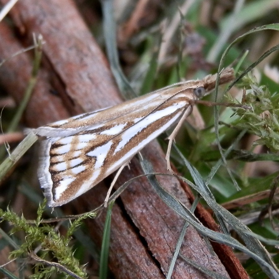 Snout Moth