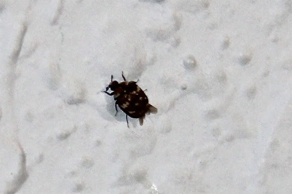 Epingle Sur Beetles