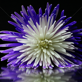 by Dipali S - Flowers Tree Blossoms