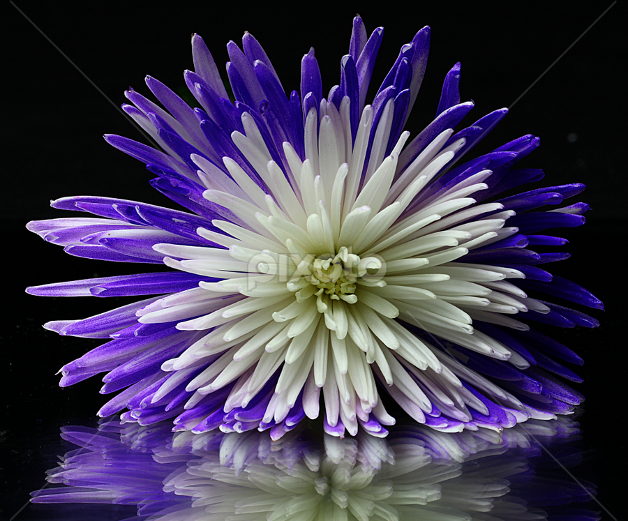 by Dipali S - Flowers Tree Blossoms