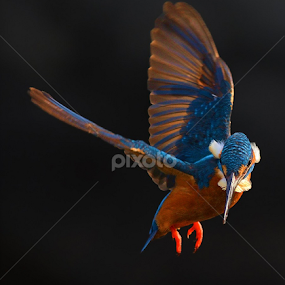 Hovering by Raj Dhage - Animals Birds