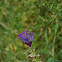 Tassel Hyacinth