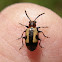 Asparagus leaf beetle