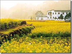 油菜花田