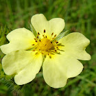 Sulphur Cinquefoil