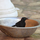 Carib Grackle (Blackbird)