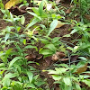 Sabah Snake Grass