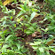 Sabah Snake Grass