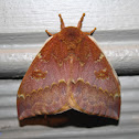IO Moth