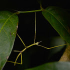 Stick Insect, Nymph