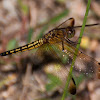 Straight-Edged Red Parasol Dragonfly (Female)