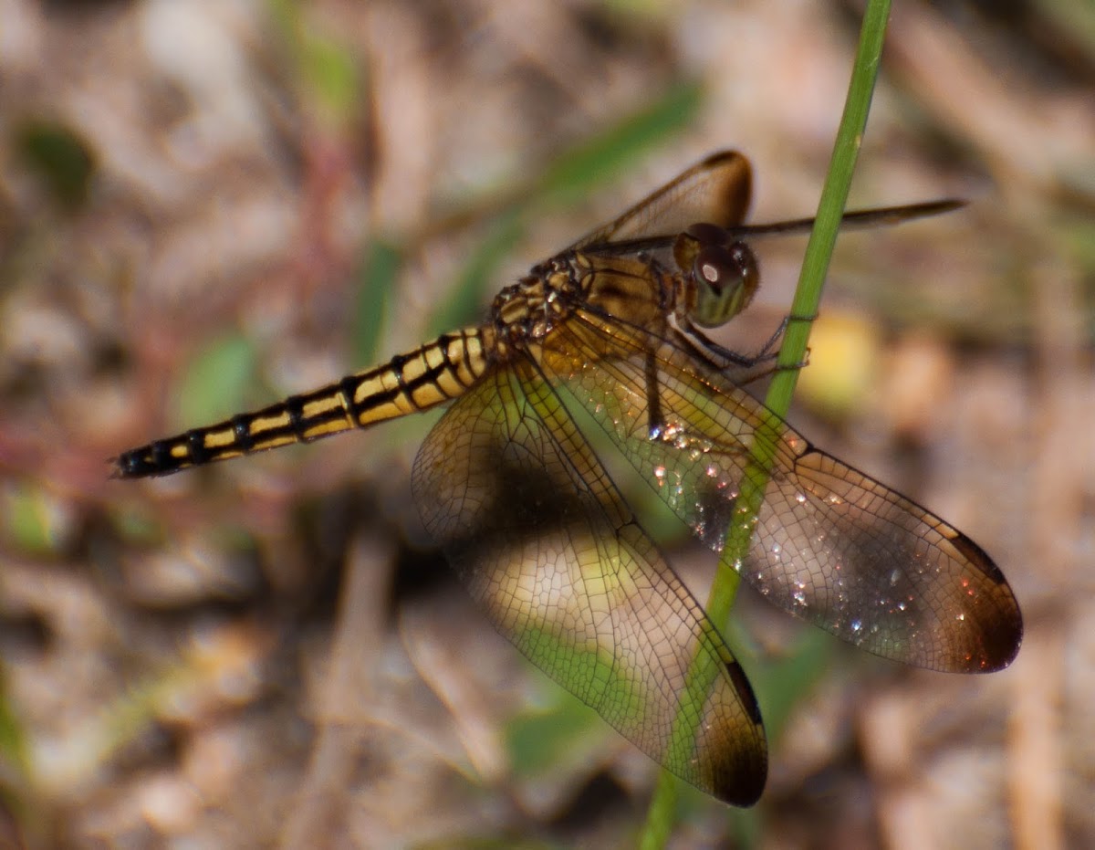 Straight-Edged Red Parasol Dragonfly (Female)
