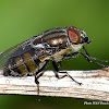 Diptera ID