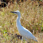 Snowy Egret