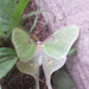 Luna moth