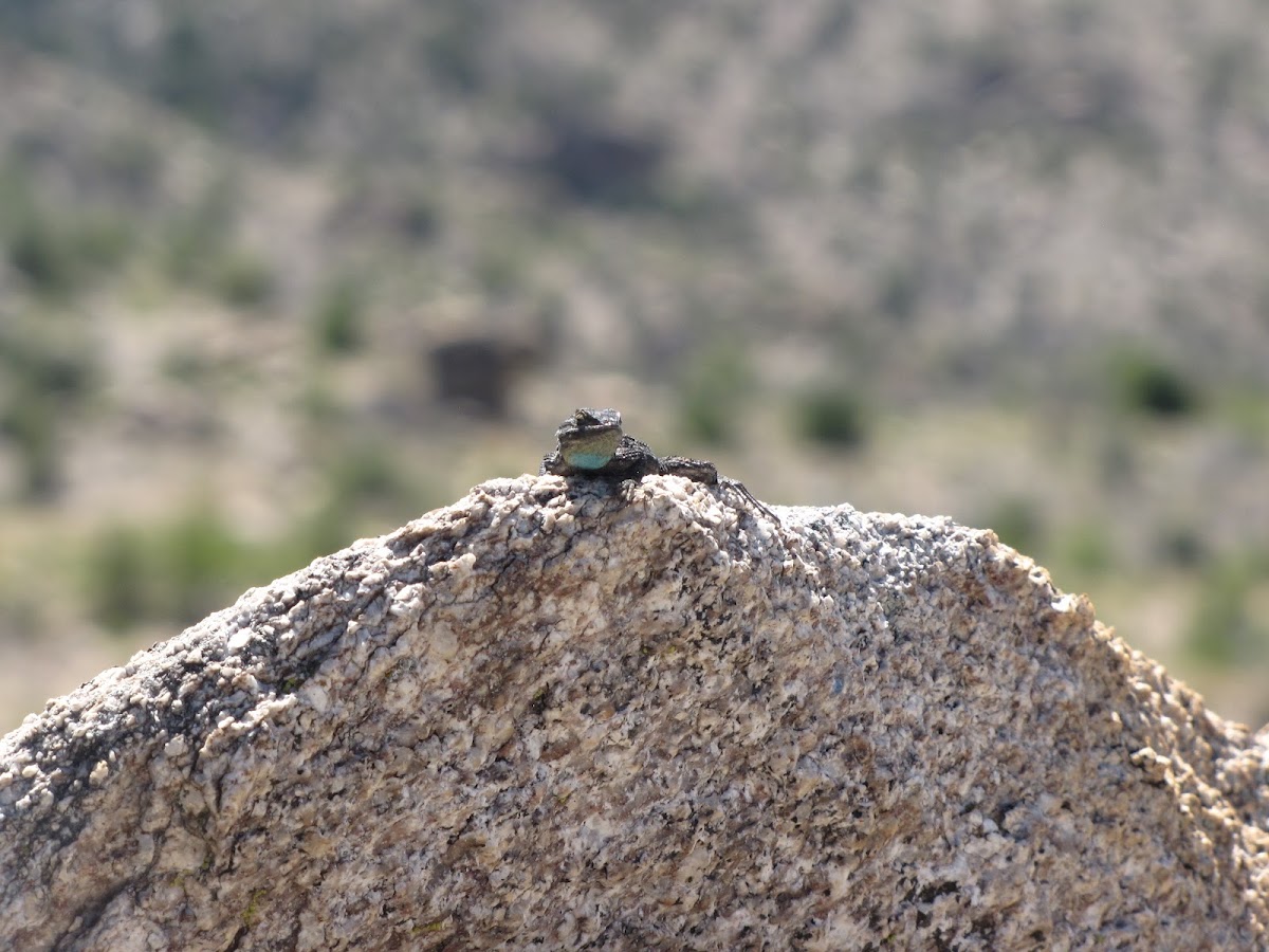 Western fence lizard