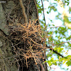 Gray squirrel with nest