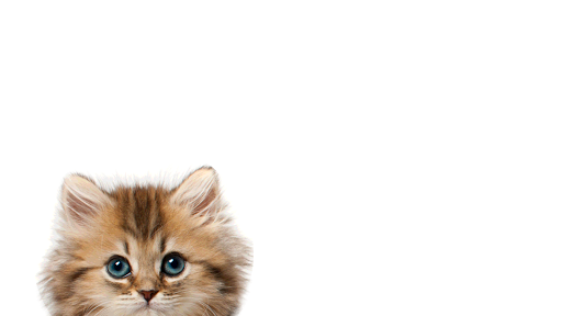 免費下載模擬APP|Kitten Sniffer 2 app開箱文|APP開箱王