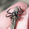 Elegant Crab Spider, male