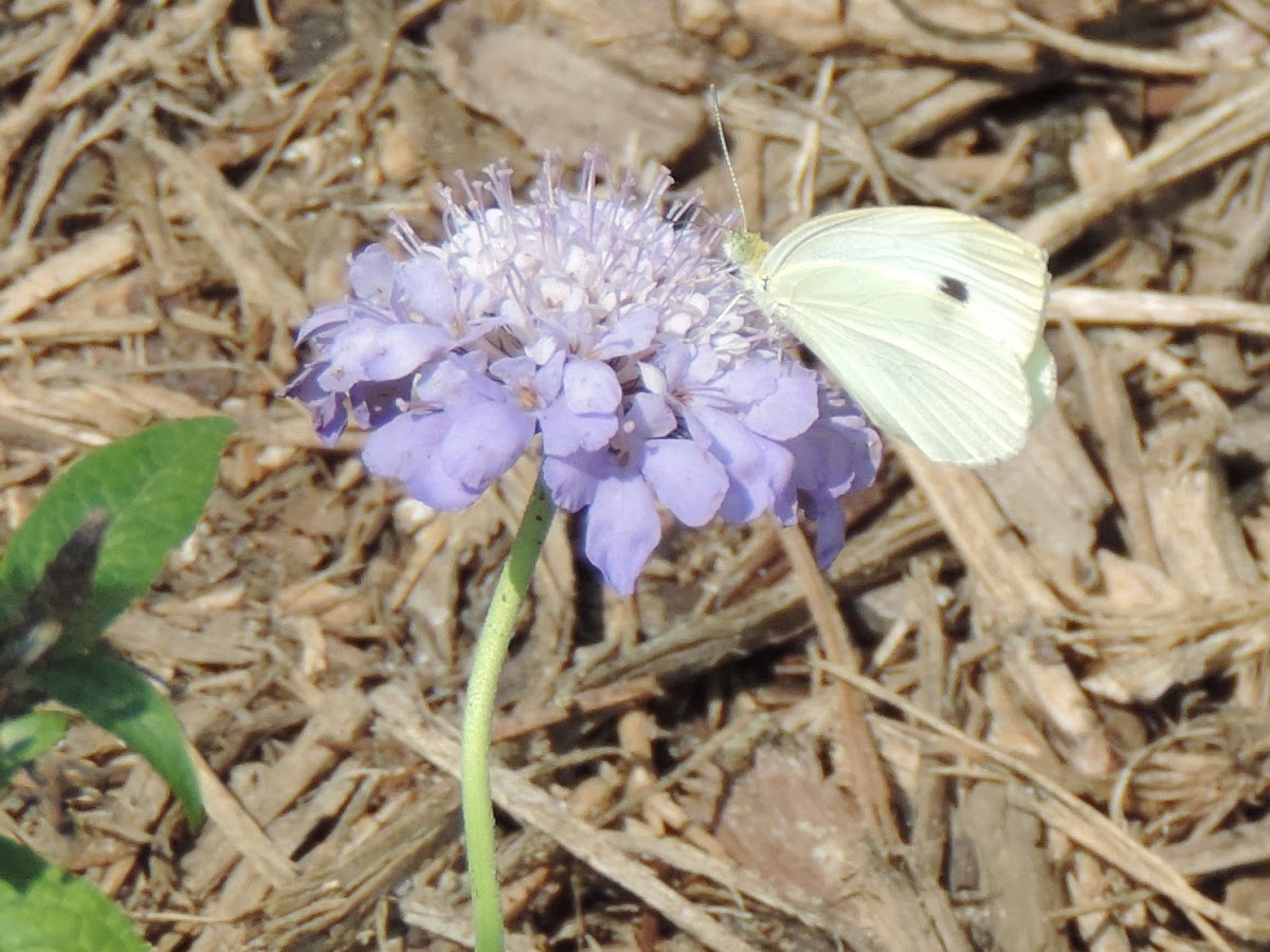 Cabbage White (male) Butterfly