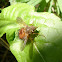 Tachinid Fly