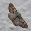 Geometer moth