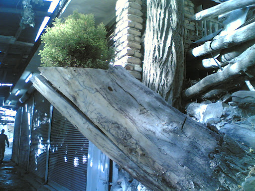 حيات گياه در تنه خشكيده درخت 