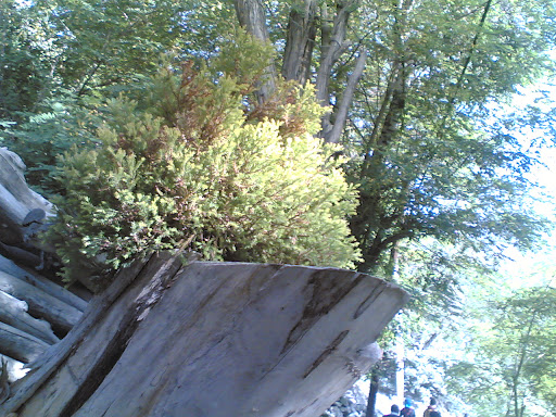 رويش كاج در تنه درخت 